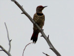 De Red shafted Northern Flicker